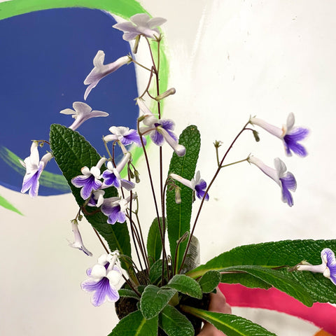Cape Primose - Streptocarpus 'Crystal Ice' - Welsh Grown - Sprouts of Bristol