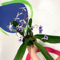 Cape Primose - Streptocarpus 'Crystal Ice' - Welsh Grown - Sprouts of Bristol