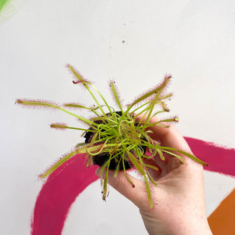 Cape Sundew (Narrow Leaf Red) - Drosera capensis - Sprouts of Bristol