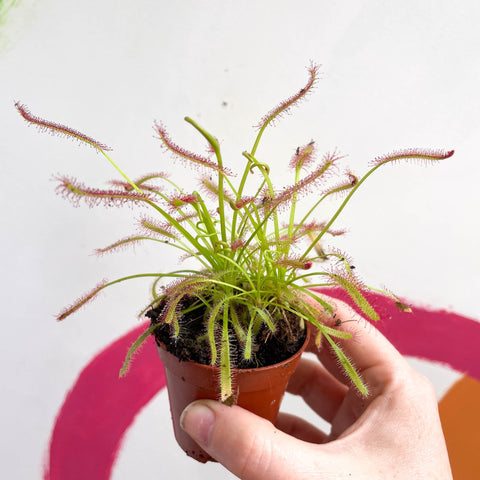 Cape Sundew (Narrow Leaf Red) - Drosera capensis - Sprouts of Bristol
