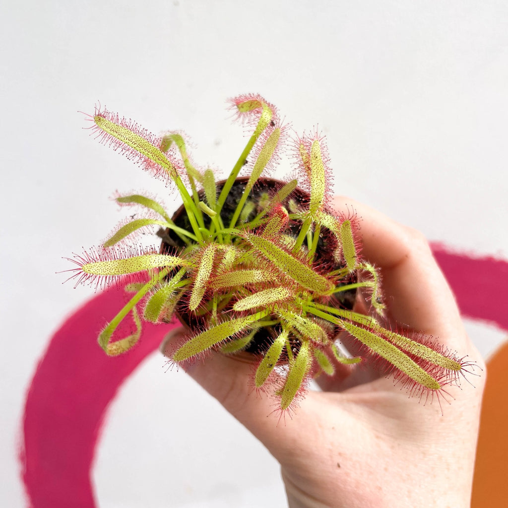Cape Sundew (Wide Leaf Red) - Drosera capensis - Sprouts of Bristol