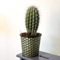 Cardon Cactus - Pachycereus pringlei - Sprouts of Bristol
