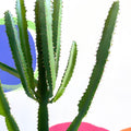 Cathedral Cactus - Euphorbia triangularis - Sprouts of Bristol