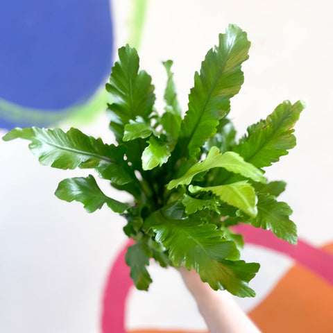 champion bird's nest fern Champion's Bird's Nest Fern