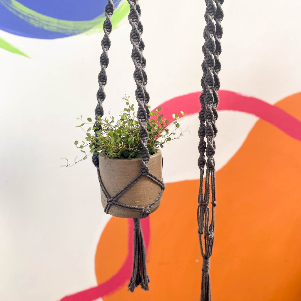 Charcoal Grey Macrame Plant Hanger - Sprouts of Bristol