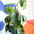 Chestnut Vine - Tetrastigma voinierianum - Sprouts of Bristol