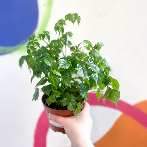 china doll plant terrarium Radermachera sinica