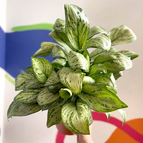 aglaonema christina Aglaonema 'Christina' - Chinese Evergreen
