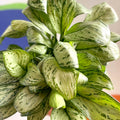 Chinese Evergreen - Aglaonema 'Christina' - British Grown - Sprouts of Bristol