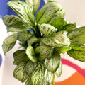 Chinese Evergreen - Aglaonema 'Christina' - British Grown - Sprouts of Bristol