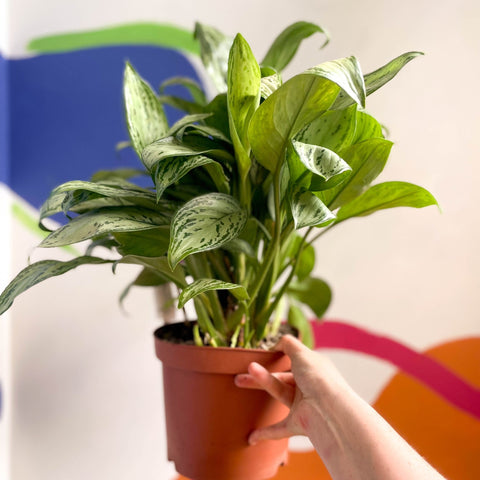 aglaonema christine Aglaonema 'Christina' - Chinese Evergreen