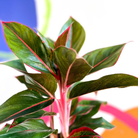 aglaonema creta stalks Aglaonema 'Crete'