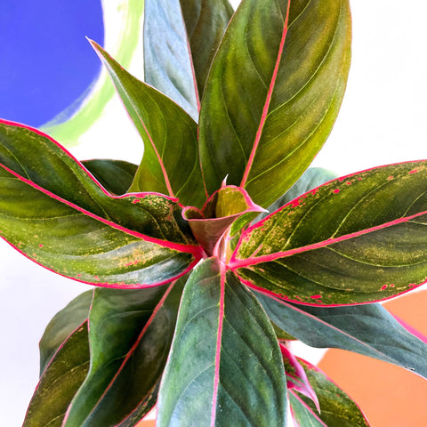 aglaonema crete Aglaonema 'Crete'