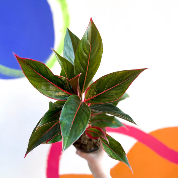 aglaonema 'crete Aglaonema 'Crete'