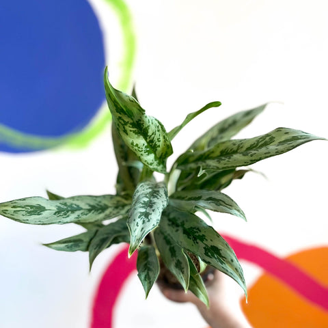 aglaonema cutlass cats Aglaonema 'Cutlass'