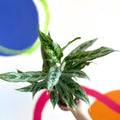 Chinese Evergreen - Aglaonema ‘Cutlass’ - Sprouts of Bristol