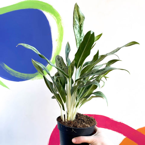 aglaonema cutlass Aglaonema 'Cutlass'