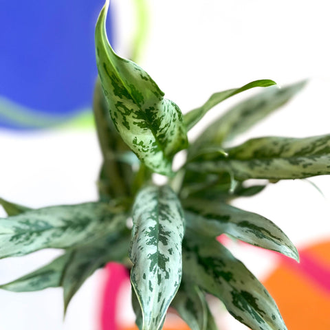 aglaonema cutlass cats Aglaonema 'Cutlass'