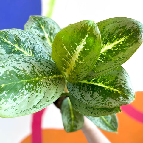 aglaonema key lime entretien Aglaonema 'Key Lime'