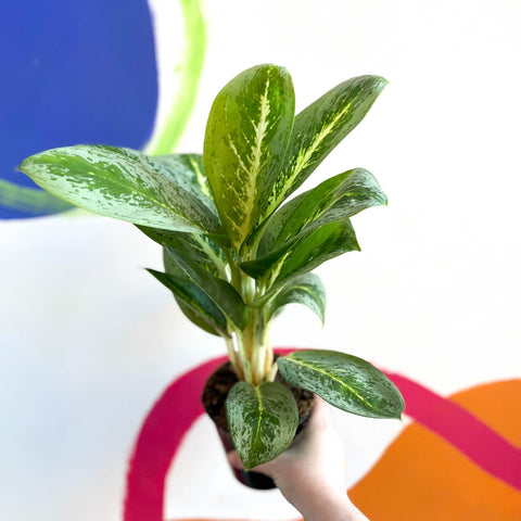 aglaonema key lime care Aglaonema 'Key Lime'