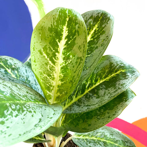 aglaonema lemon lime Aglaonema 'Key Lime'