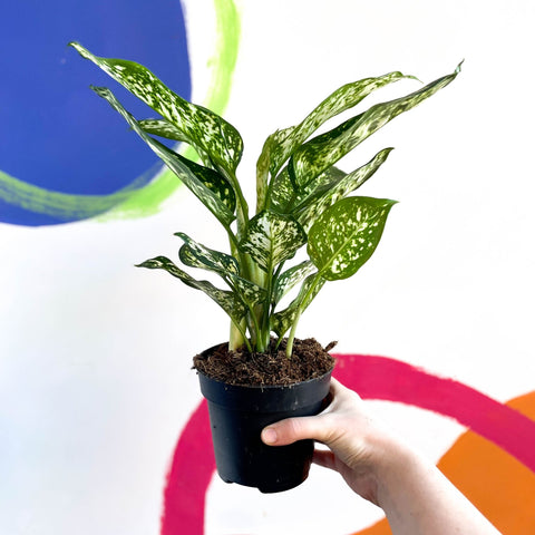 aglaonema kiwi Árbol de hoja perenne chino
