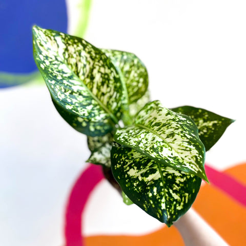 aglaonema kiwi Aglaonema 'Kiwi'