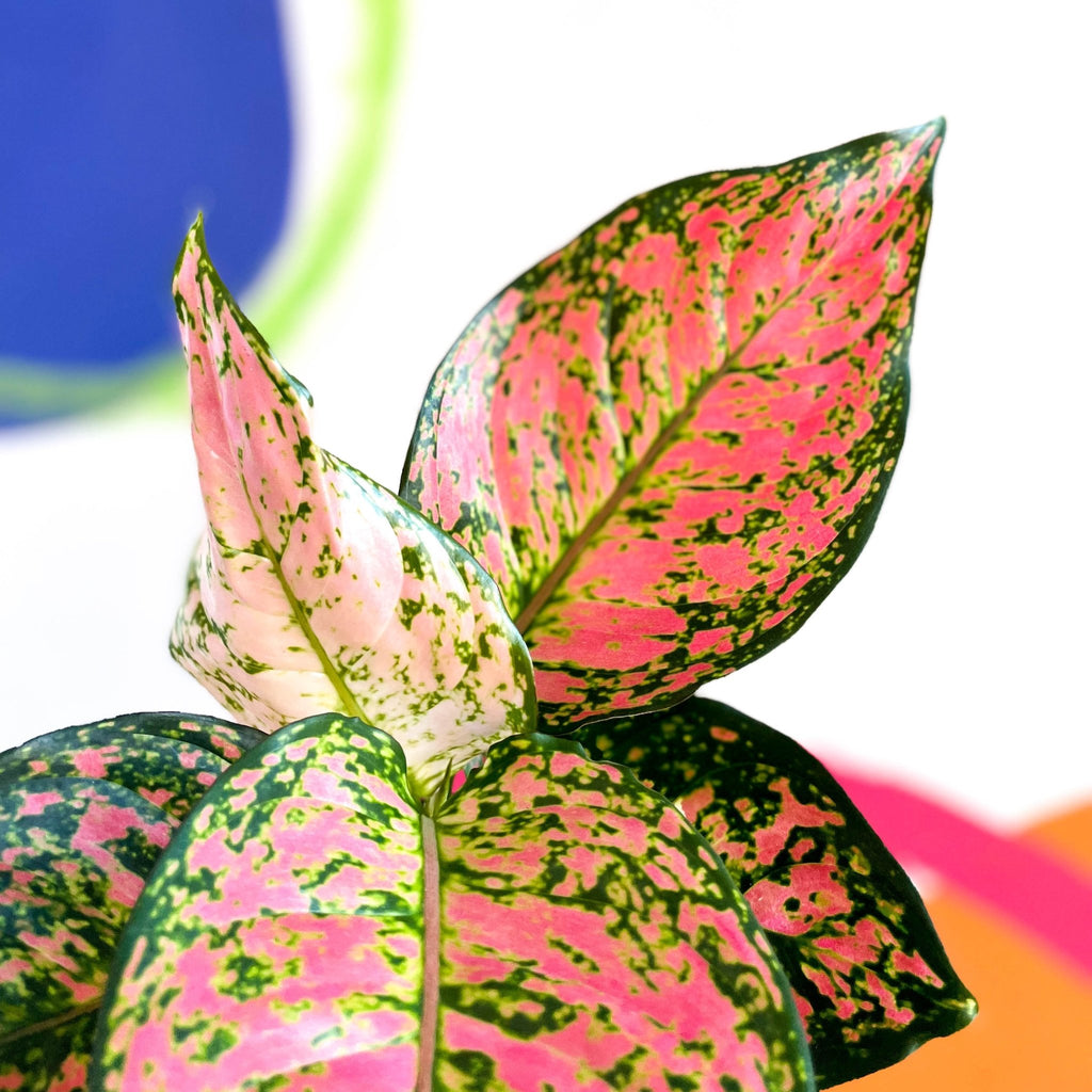 Chinese Evergreen - Aglaonema ‘Lady Valentine’ - Sprouts of Bristol