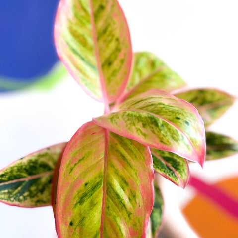 Chinese Evergreen - Aglaonema ‘Light Pink Star' - Sprouts of Bristol