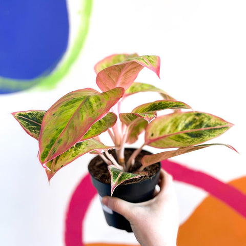 aglaonema light pink Aglaonema 'Light Pink Star'
