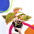 Chinese Evergreen - Aglaonema ‘Light Pink Star' - Sprouts of Bristol