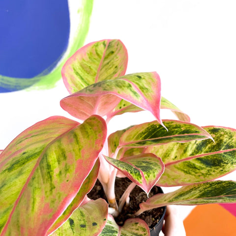 aglaonema star shining Aglaonema 'Light Pink Star'