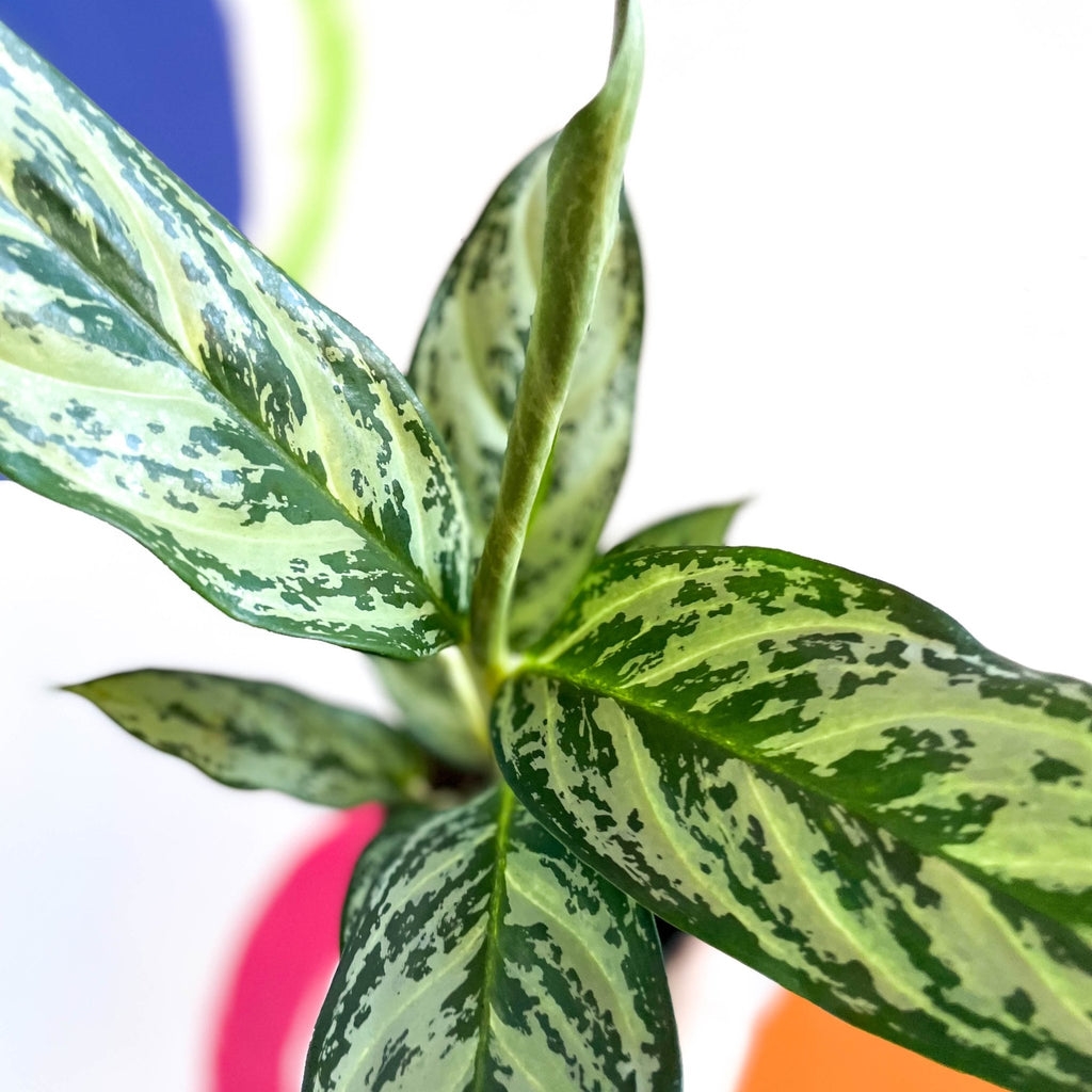 Chinese Evergreen - Aglaonema ‘Maria' - Sprouts of Bristol