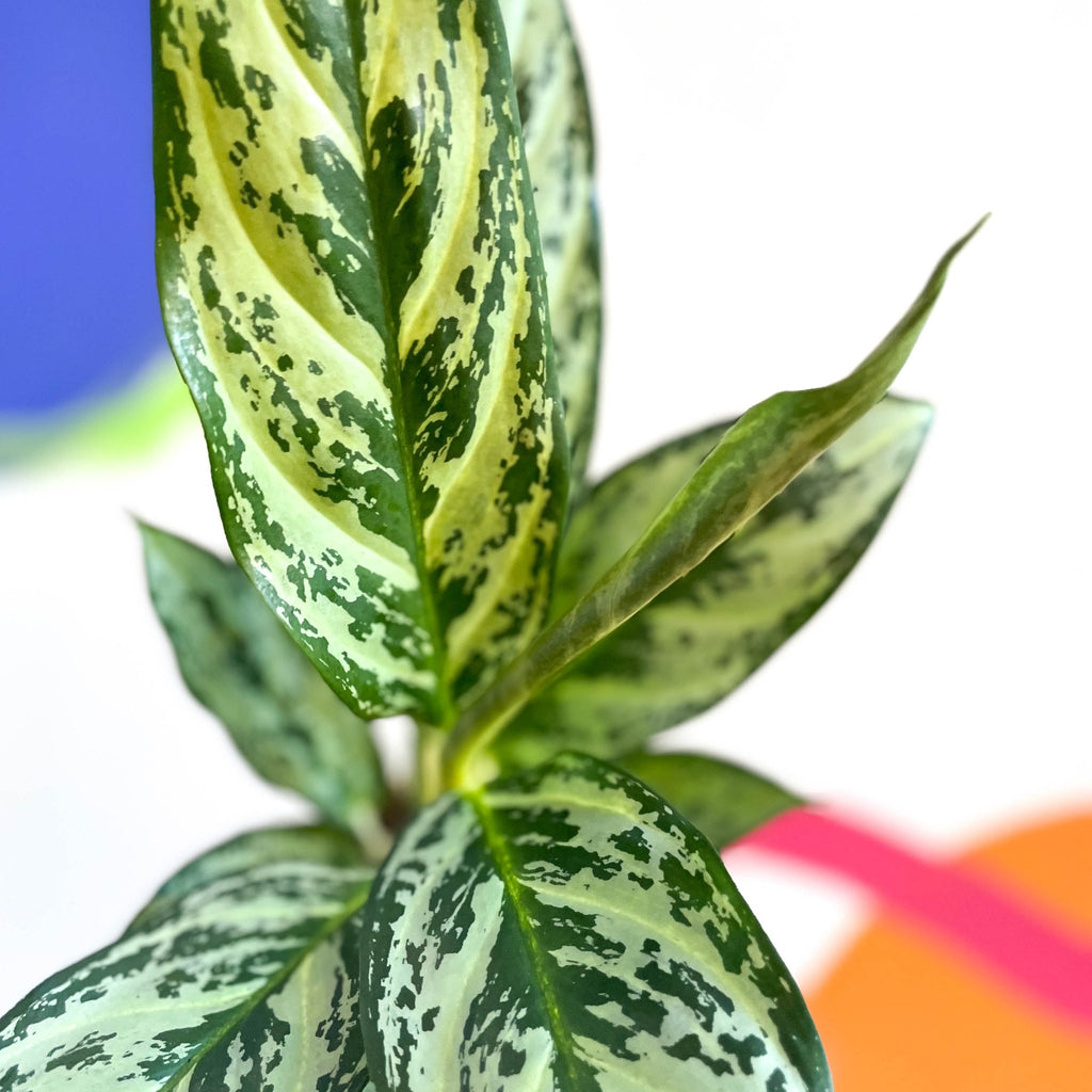 Chinese Evergreen - Aglaonema ‘Maria' - Sprouts of Bristol