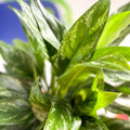 Chinese Evergreen - Aglaonema 'Maria' - British Grown - Sprouts of Bristol