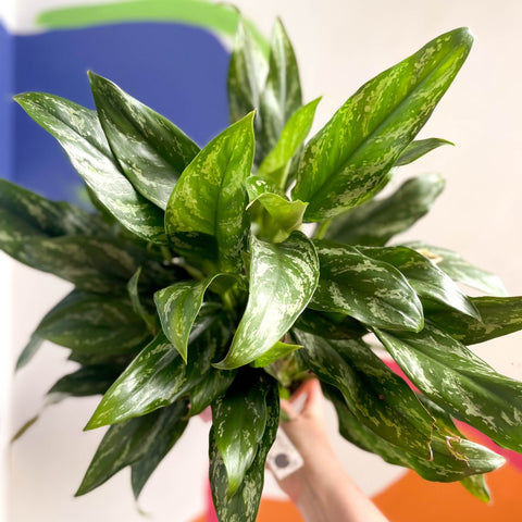Chinese Evergreen - Aglaonema 'Maria' - British Grown - Sprouts of Bristol