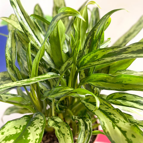 Chinese Evergreen - Aglaonema 'Pincel' - British Grown - Sprouts of Bristol