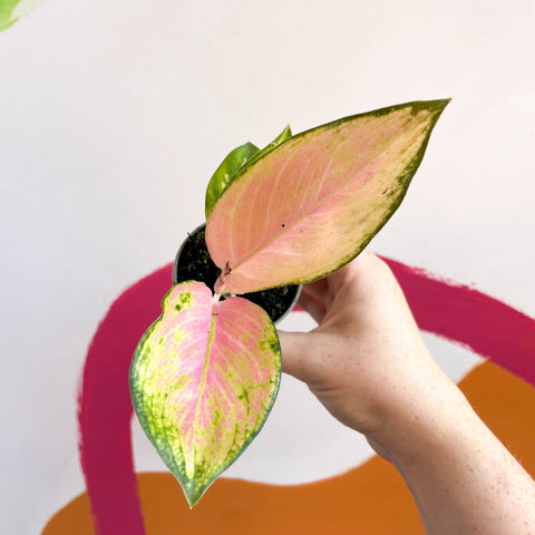 aglaonema red dragon Aglaonema 'Red Dragon'