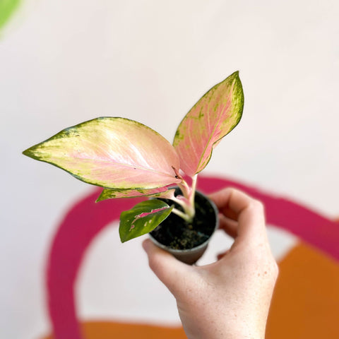 red aglaonema dogs Aglaonema 'Red Dragon'