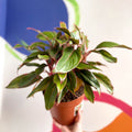 Chinese Evergreen - Aglaonema 'Red Siam' - British Grown - Sprouts of Bristol