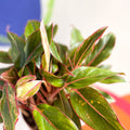 Chinese Evergreen - Aglaonema 'Red Siam' - British Grown - Sprouts of Bristol