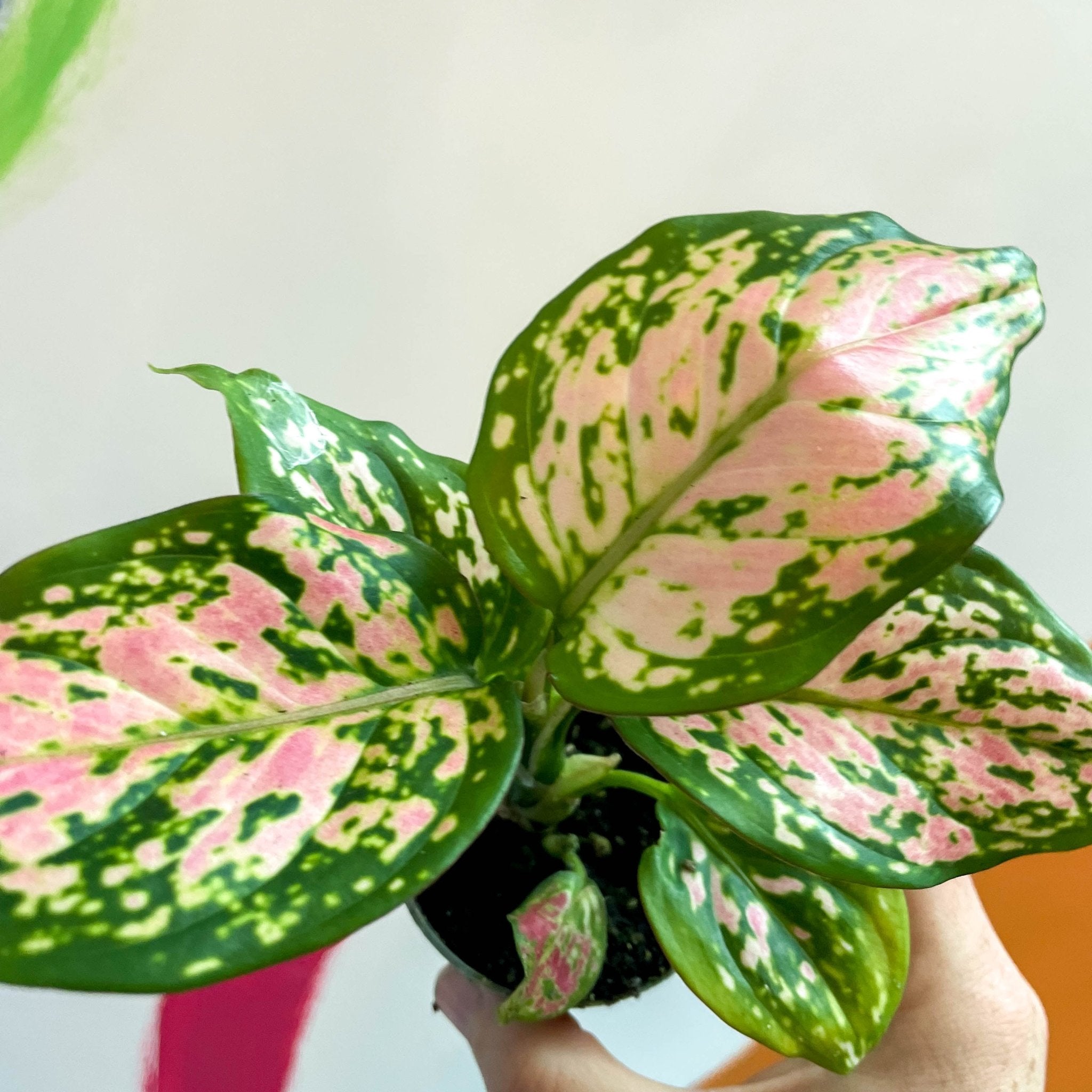 Chinese Evergreen - Aglaonema 'Red Valentine' – Sprouts of Bristol