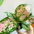 Chinese Evergreen - Aglaonema 'Red Valentine' - Sprouts of Bristol