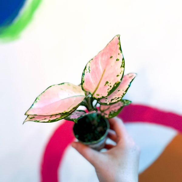 aglaonema red zirkon Aglaonema 'Red Zirkon'