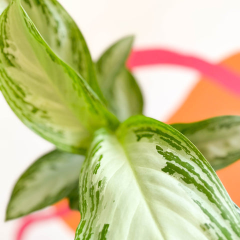 aglaonema silver bay scientific name Aglaonema 'Silver Bay'