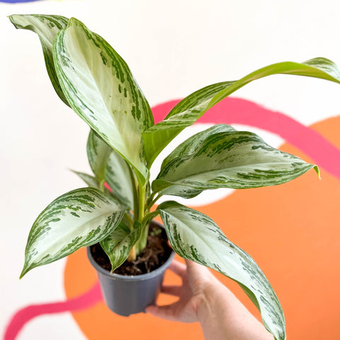 Chinese Evergreen - Aglaonema 'Silver Bay' - Sprouts of Bristol