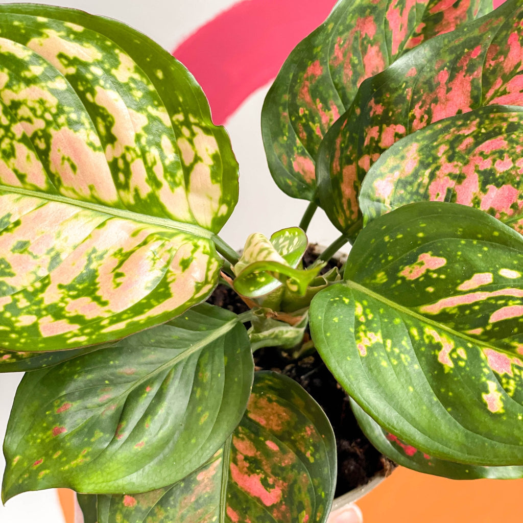 Chinese Evergreen - Aglaonema 'Spotted Star' - Sprouts of Bristol