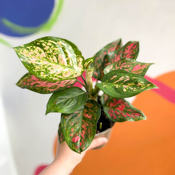 aglaonema spotted Aglaonema 'Spotted Star'