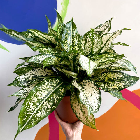 aglaonema mondo wikipedia Aglaonema 'Spring Snow' - Chinese Evergreen
