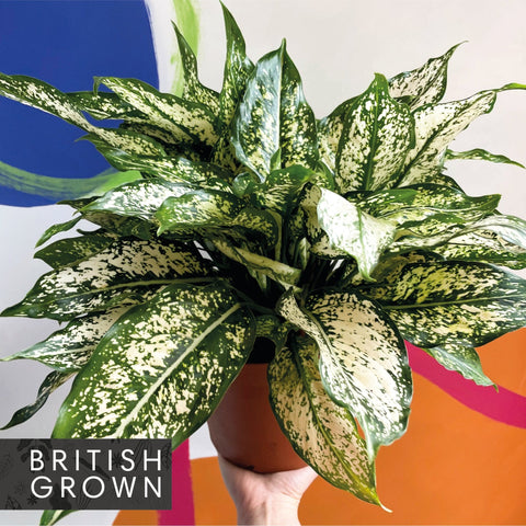 Chinese Evergreen - Aglaonema 'Spring Snow' - British Grown - Sprouts of Bristol